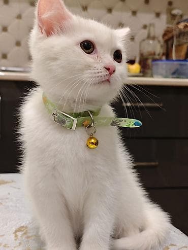 pulsuz pişiy: Britan, Pulsuz çatdırılma — 3