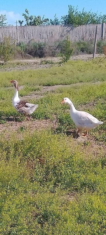 Qaz cütlüyü - Növ: Ev qazı (1 ağ, 1 boz-ağ zolaqlı) - Say: 2 ədəd –