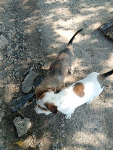 мейн кун купить в баку: Dişi, Ünvandan götürmə — 4