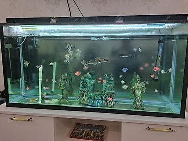 akvariumlar: Dördbucaq akvarium, Balıqlarla birlikdə, 240 l — 3