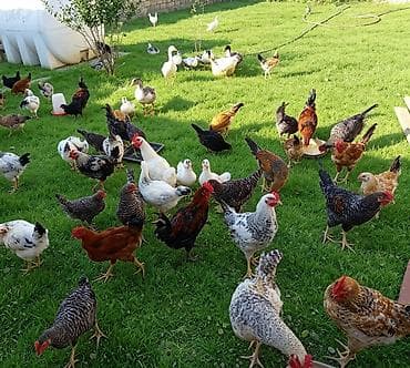 turbo az heyvanlar: 4 ayliq Kend çolpalari 13 AZN xarkovlar 18 Müxtəlif cins ev quşları — 1