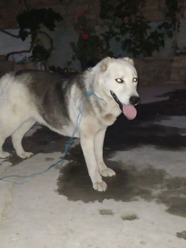 it satisi 2021: Alabay, 2 ay, Dişi — 3