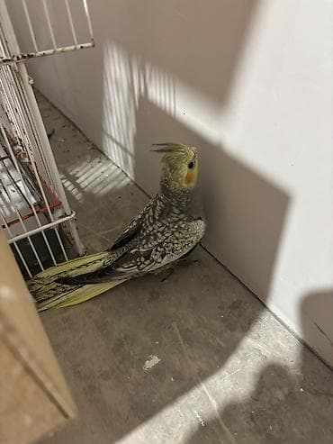 balaca sirin itler: Nimfa tutuquşu (cockatiel) – sarı quyruq və baş nahiyəsi, yanaqlarda — 2
