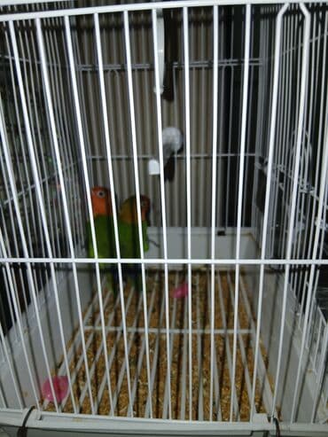 попугай ара цена: Fiser ayrilmaz tutuqusu 1i 40 azn — 1