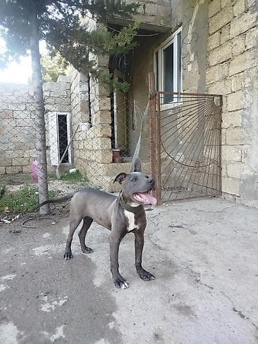 pitbul itleri: Pitbul, 5 ay, Erkek, Peyvəndli — 7