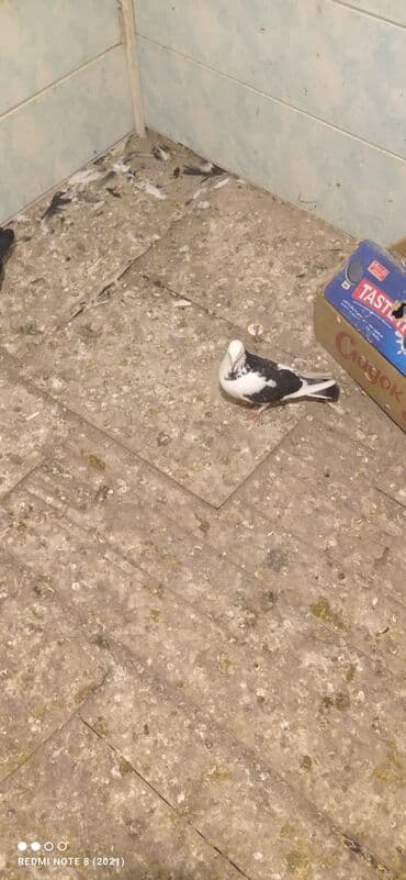 it satilir ucuz: Beli çəp erkək tam sağlam heyvan dı real alıcı narahat etsin — 4