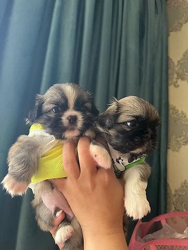 Pekines, 1 ay, Erkek, Ünvandan götürmə