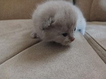 ordək balası və cucə: Britan — 1