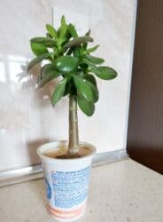 uqolnik qiyməti: Pul ağacı - qiyməti: 10 azn — 2