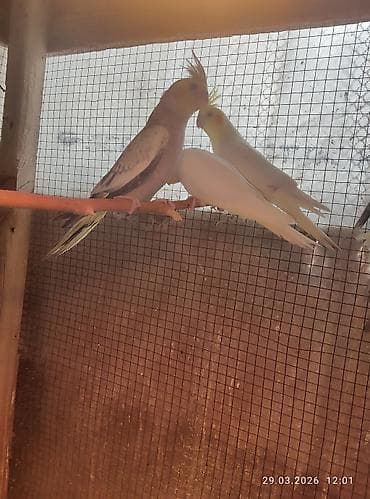 qartal quşu: 1 ay yarımlıq karella balaları,yemə düşsün satılacaq,15 günə yemə — 5