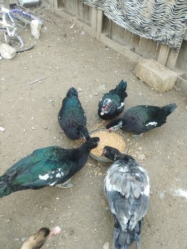 sican tələsi: Muscovy ördəkləri (indoutka) – qara-yaşıl parıltılı lələk quruluşu, ağ — 5