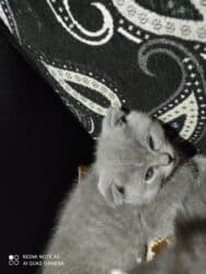 K/t heyvanları və malları: Şotland, Dişi, Ünvandan götürmə — 2