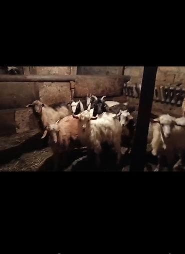 Dişi, il: 1, 9 kq, Damazlıq, Ödənişli çatdırılma