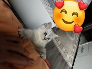 Şinşilla, Erkək, Yaxşı əllərə, Ünvandan götürmə lalafo.az -da Şinşilla, Erkək, Yaxşı əllərə, Ünvandan götürmə