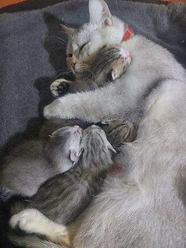 cutlesdirmek ucun pisik: Dişi, Yaxşı əllərə — 1