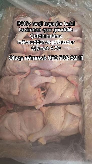 dos eti: Məhsul: Bütöv təzə toyuq - Halal kəsimdən gündəlik çıxarılır - Bütöv — 1