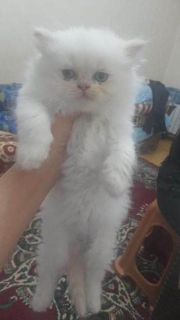 himalay pers: Fars — 2