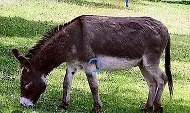 Akvariumlar: Eşşək – kənd təsərrüfatı və təsərrüfat işləri üçün universal heyvan - — 1