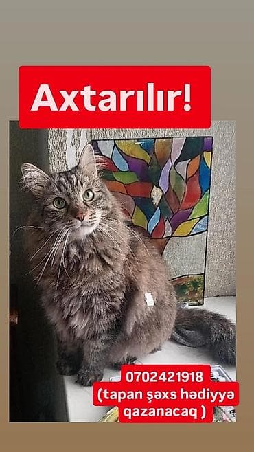 itiler: Norveç, Dişi — 1