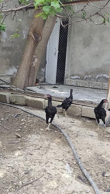 kucinka toyuqlari: Toyuq, Damazlıq — 3