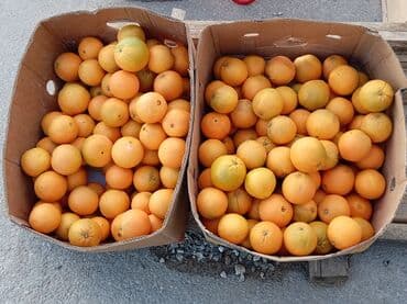 Məhsul: Portağal (karton qutularda, toplu)Astara bağlarınnan