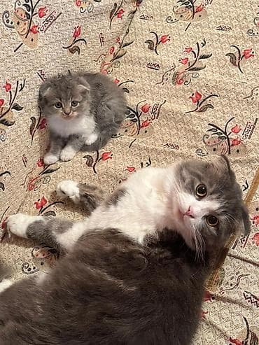 ragdoll pişik: Şotland yastı qulaq, Erkək, Dişi, Yaxşı əllərə, Ünvandan götürmə, Pulsuz çatdırılma, Ödənişli çatdırılma — 9