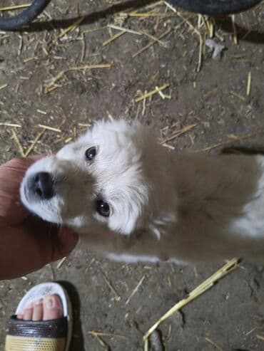 доберман цена в баку: Ağ rəngli, balaca it balası. ana və atası bizim həyətdədir. bir bala — 4
