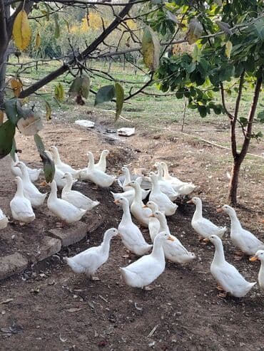 Gəmiricilər: 1 kilo 300 dən çox etleri gelir temiz kilo yarm gelen de var bir ededi — 2