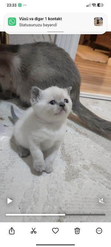 siyam pişiyi: Yaxşı əllərə — 2