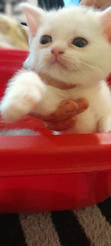 İtlər: Britan, Erkək, Dişi, Yaxşı əllərə, Ünvandan götürmə, Pulsuz çatdırılma, Ödənişli çatdırılma — 5