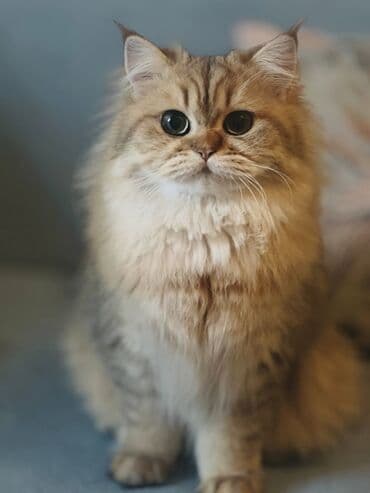 pişik sortlari: Britan, Erkək — 1