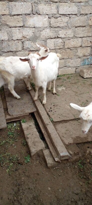 Ağ rəngli yerli keçilər – bir qrup halda. - Qulaqları sallanan, qısa