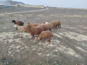 qurban bayrami sekiller: Məhsul: Qoyun sürüsü Təsvir: 11 quzudu kom alana endirim olacaq cuzi — 3