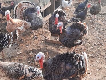 saanen kecisi qiymeti: Həyət hinduşkaları satılır. Qidası buğda və otdur. Tam sağlamdırlar və — 5