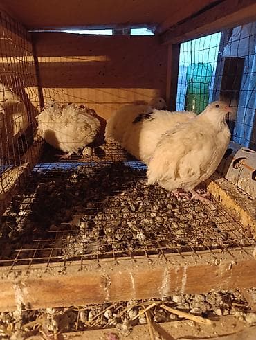 sort keçi: Masallı. Ağ Texas yumurtalıq sort. Salam Aləykum. Yumurtası mövcuddur — 4