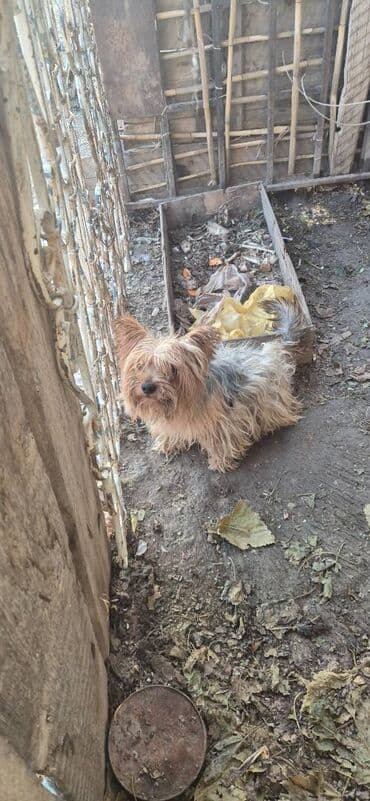 itlerin satisi ucuz: Yorkşir teryer, Erkek — 2