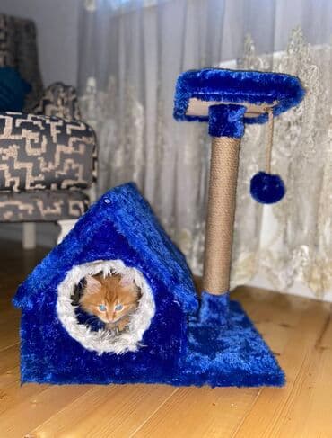 pişik qutusu: Yeni kimidir 90 manata almiwdim, tek taxtalar baha olur mende her — 1