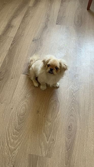 pitbull qiyməti: Pekines, Erkek, Peyvəndli — 1