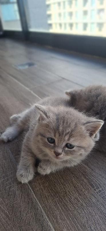 Qızıl şinşilla — 6