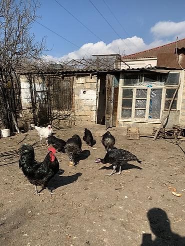 Pişiklər: Toyuq, Australorp, Damazlıq, Ünvandan götürmə — 10