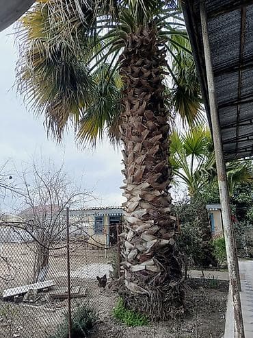 agac tingleri: Meksika Fan Xurması (Washingtonia robusta) – həyət və bağ üçün — 1