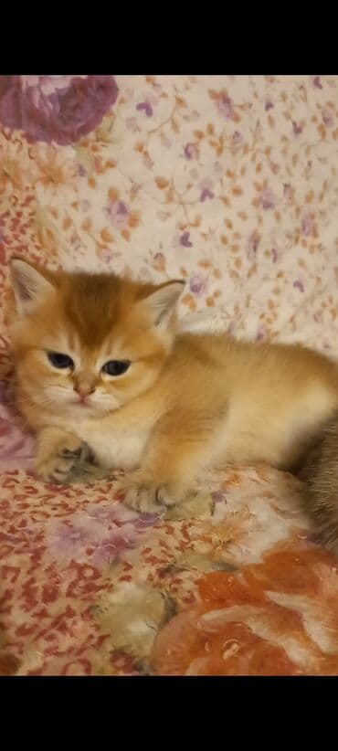 pişik tasma: Britan, Dişi, Yaxşı əllərə, Ünvandan götürmə — 1