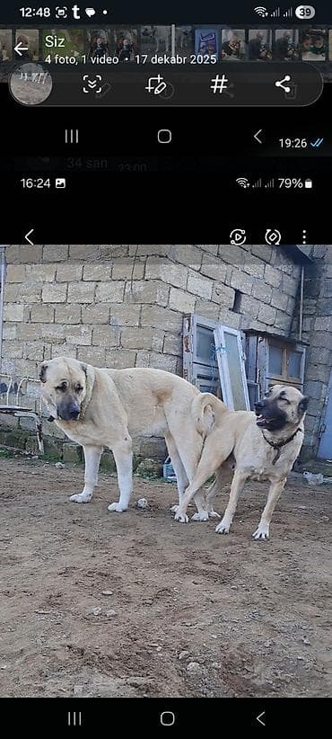 Pişiklər: Kanqal — 2