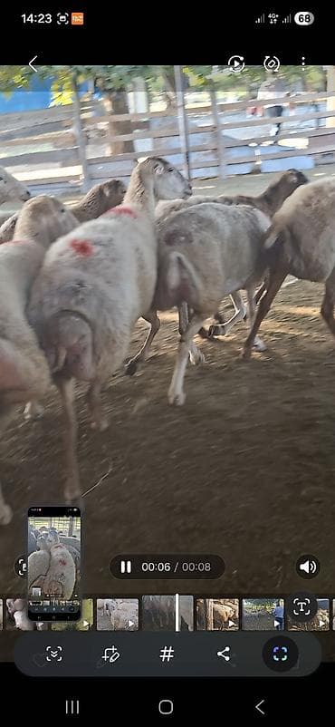 qoyun surusu satilir: 2 avqus 600 bas satlir barter var - Cins: quyruqlu (yağlı quyruq) — 4