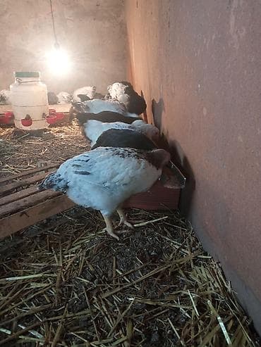 cins heyvanlar: Salam 50 gunlukdur butun vaksinleri vurulub tam saglamdir catdrilmada — 1