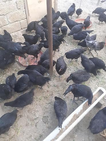 astroloq toyuq: Toyuq, Australorp, Damazlıq — 3