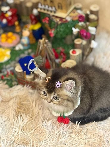 pisik sahiplendirme: Yaxşı əllərə — 3