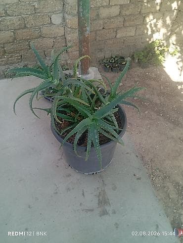 Aloye (Aloe vera) – böyük plastik dibçəldə çoxgövdəli nümunə - Bitki