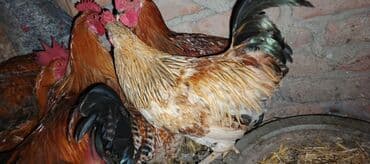 toyuq cüce: Məhsul: Yerli xoruz sürüsü Təsvir: - Şəkillərdə müxtəlif rəng və — 8