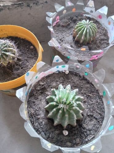 орхидея баку: Çiçek acan kaktuslar. 1 azn
baki metro sos,Sumqayit catdirilir — 3